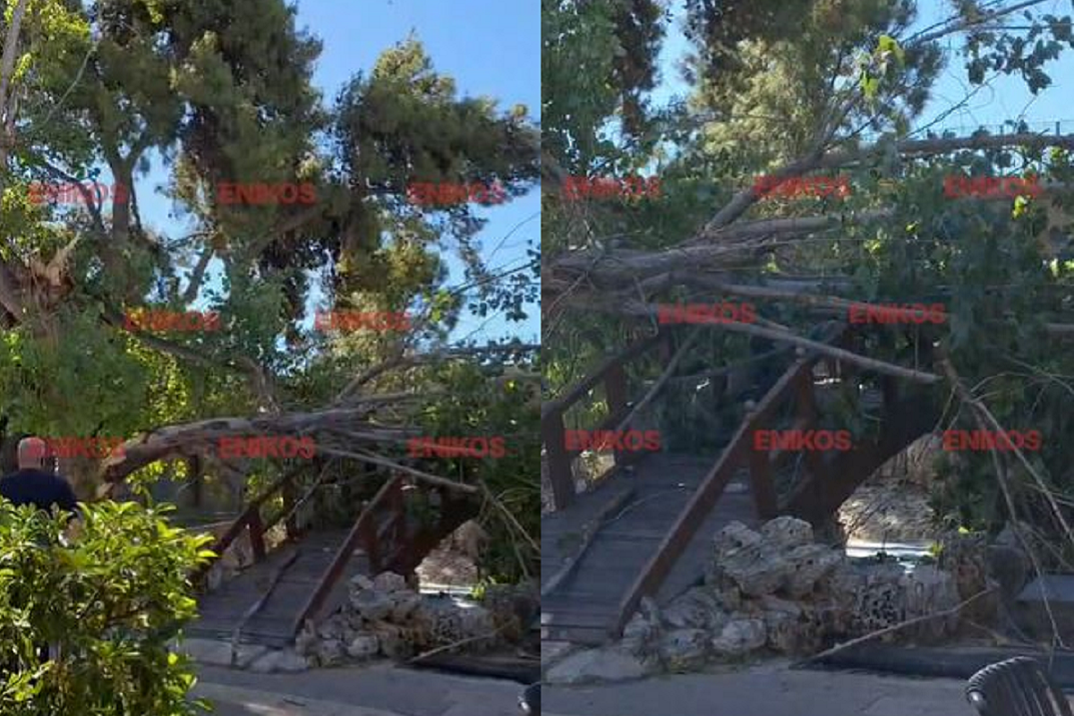 Δέντρο έπεσε σε καφέ στο Μαρούσι – Βίντεο αναγνώστη