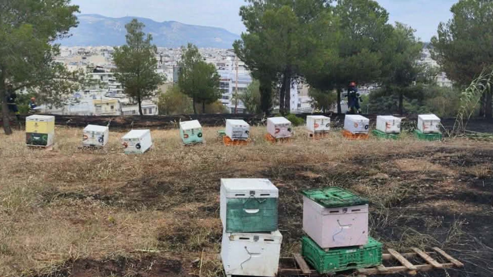 Φιλοθέη: Εξετάζεται το σενάριο η φωτιά να ξεκίνησε από μελίσσια – Αναζητούνται οι μελισσοκόμοι – ΦΩΤΟ