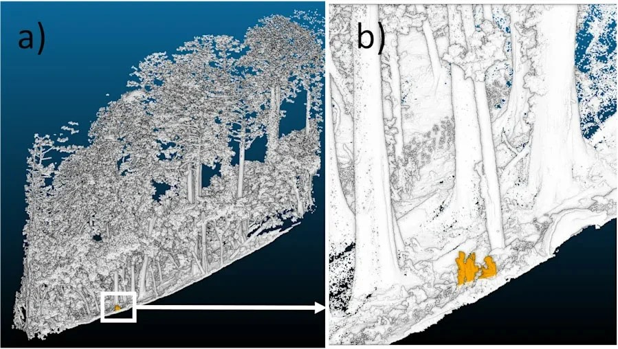 (a) Δεδομένα νέφους σημείων (point cloud) από τους «Ναούς των Γιγάντων» κοντά στο όρος Μπένια (Mt. Benya), τα οποία συλλέχθηκαν με χρήση φορητού σαρωτή λέιζερ. (b) Μεγενθυμένη άποψη του νέφους σημείων που δείχνει τρία άτομα μέσα στο γιγαντιαίο δάσος· τα πρόσωπα λειτουργούν ως αναφορά κλίμακας για να αποδοθεί το ύψος των δέντρων και το μέγεθος της φυλλωσιάς (κόμης). Πηγή: Hsu et al., 2026