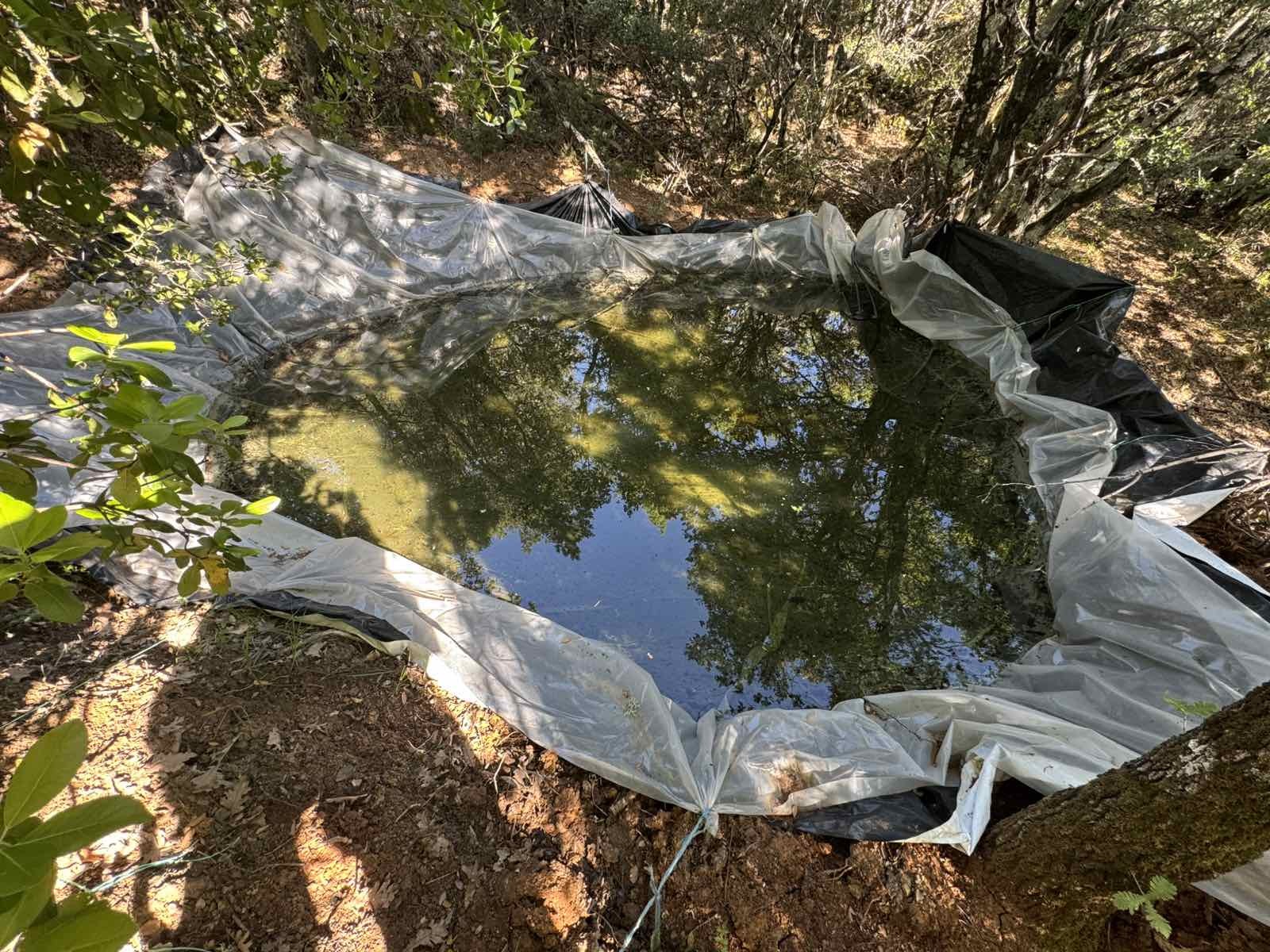 Φθιώτιδα, Καμένα Βούρλα, φυτεία, δενδρύλλια κάνναβης
