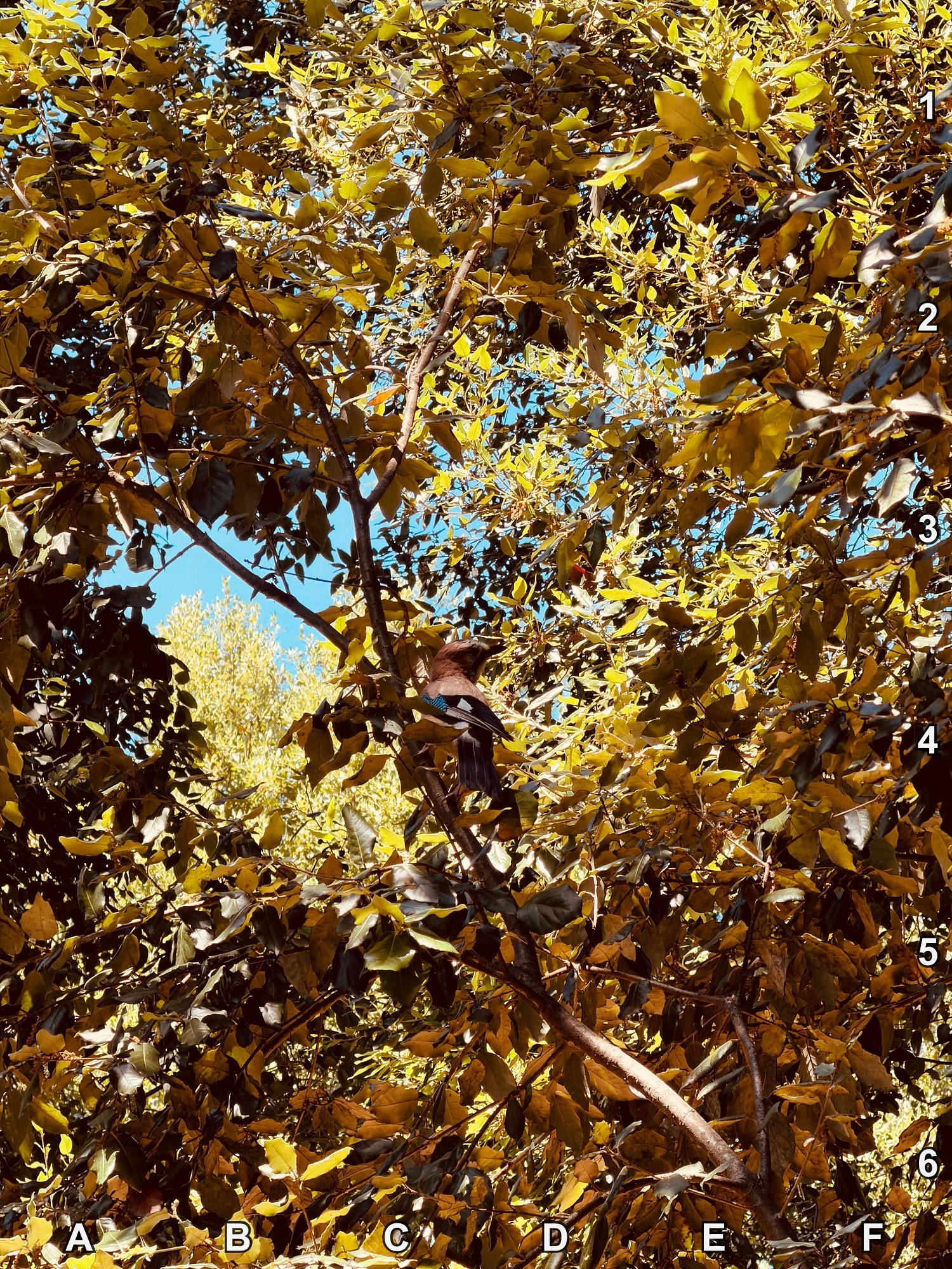 Οπτική ψευδαίσθηση, πτηνό