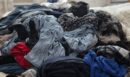 Οπτική ψευδαίσθηση: Μόνο το 1% των ανθρώπων θα βρει τον σκύλο σε 7 δευτερόλεπτα