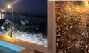 Παράξενο θέαμα στην Πρέβεζα: Εκατοντάδες ψάρια βγήκαν στη στεριά - ΒΙΝΤΕΟ