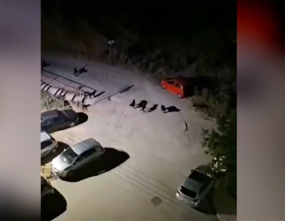 Θεσσαλονίκη: Αγέλη σκύλων «τρομοκρατεί» τους κατοίκους στην Πυλαία- «Δεν κυκλοφορούμε»