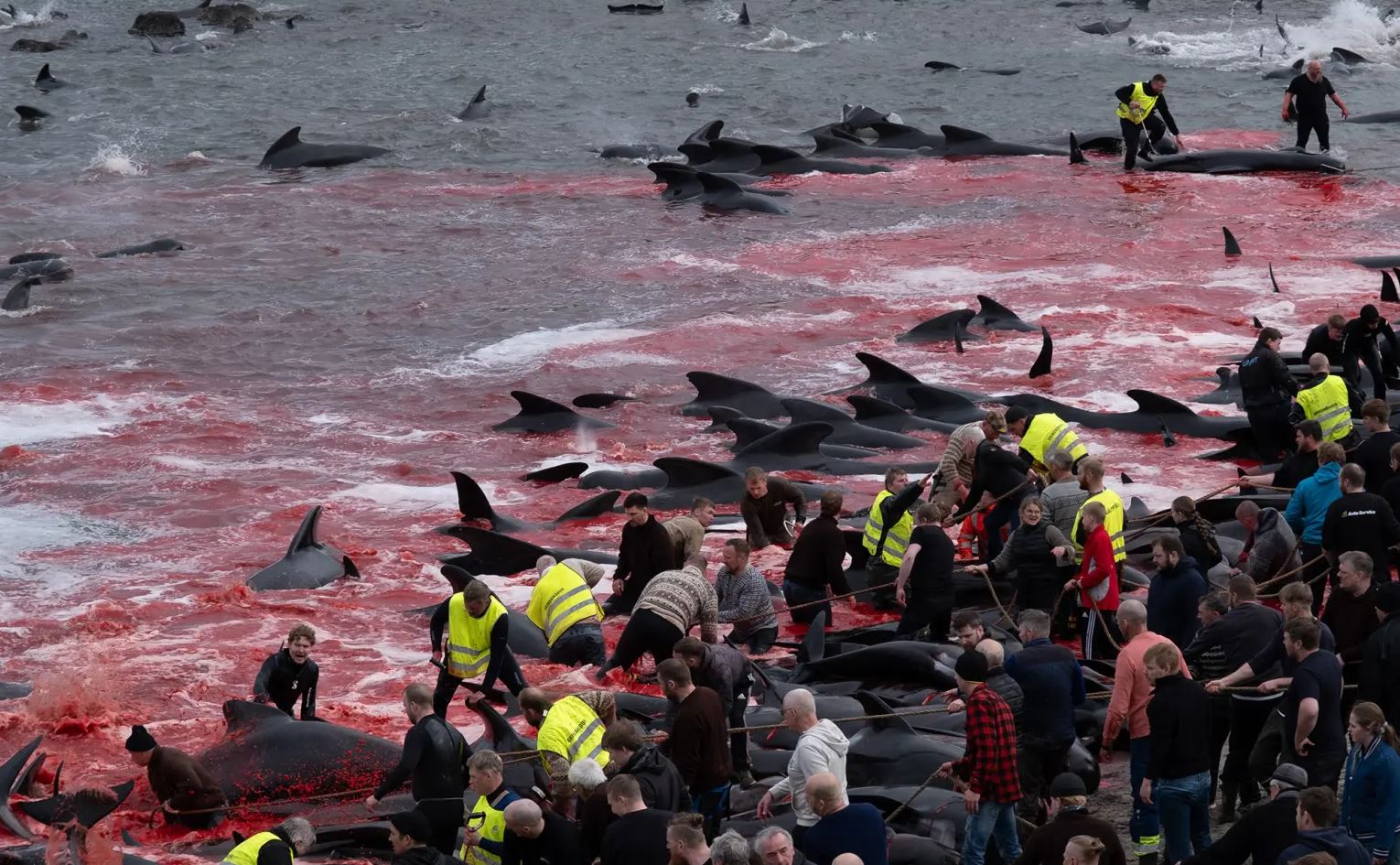 Φωτογραφία: Sea Shepherd