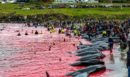 Σοκ στις Νήσους Φερόε: Σφαγή περισσότερων από 700 θηλαστικών στο πλαίσιο της παραδοσιακής πρακτικής «Grindadráp»