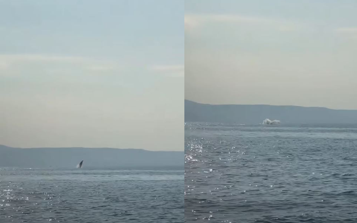 Βίντεο: Το εντυπωσιακό άλμα φάλαινας στον Παγασητικό