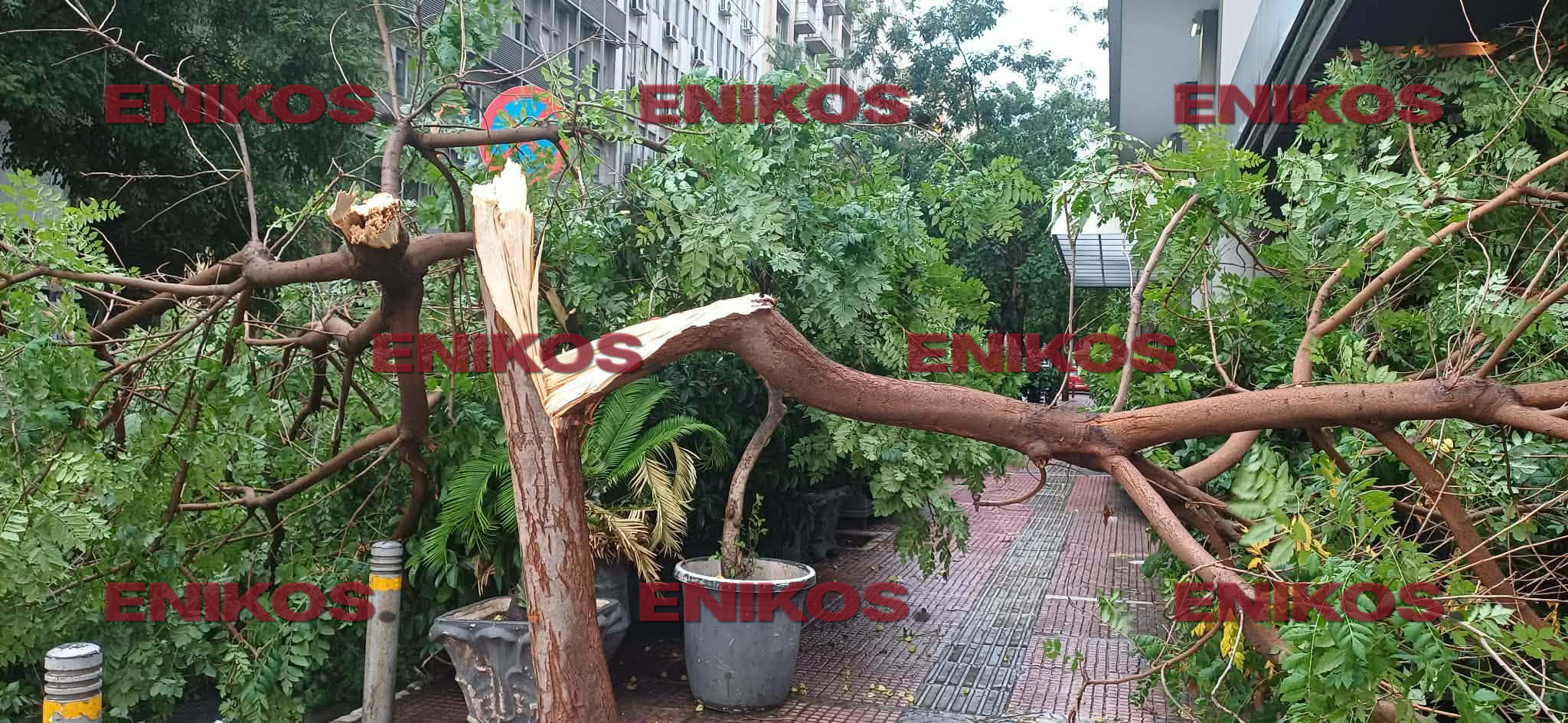 Πτώση δέντρου στην Πανεπιστημίου