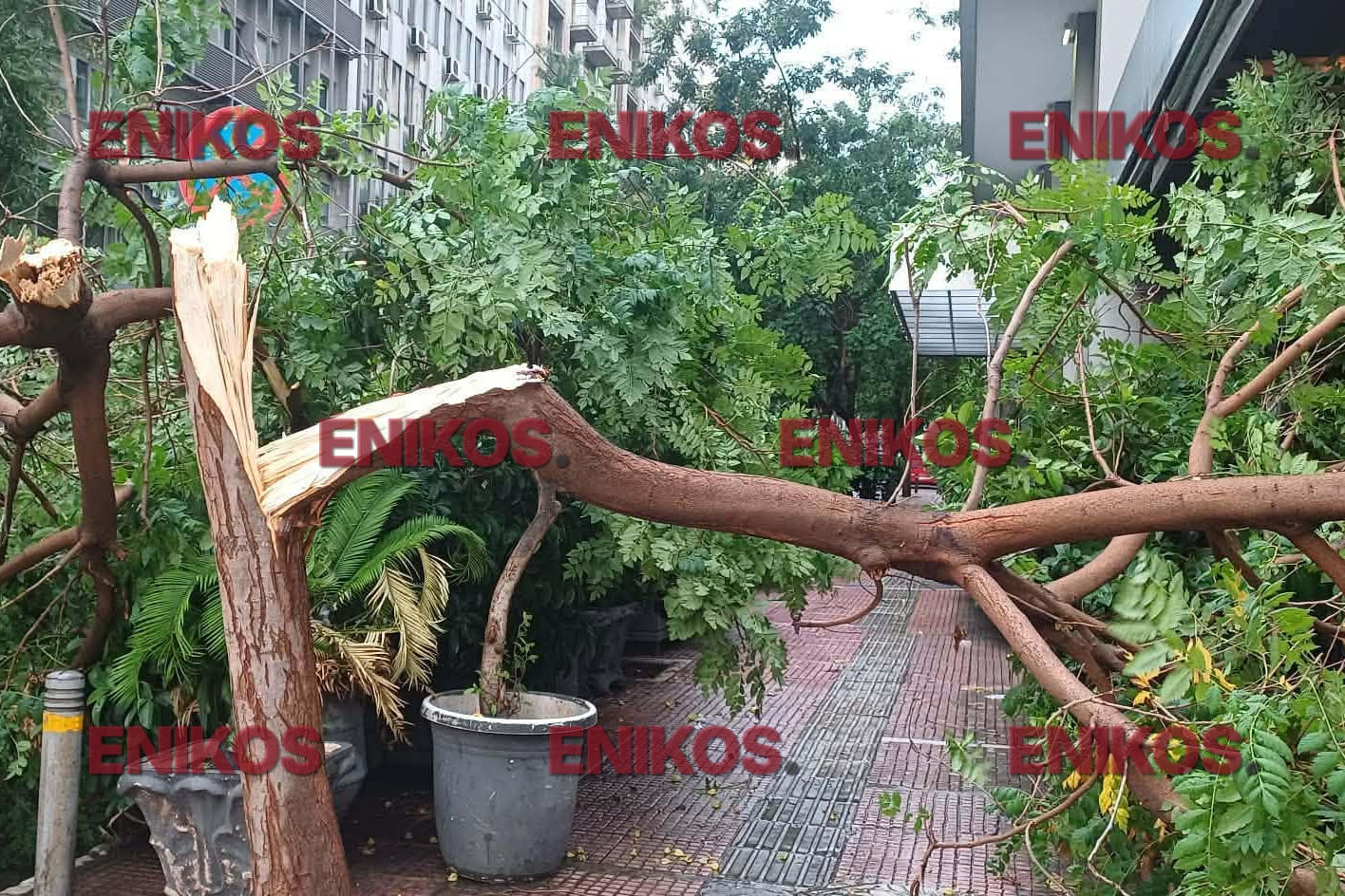 Πεσμένο δέντρο στην Πανεπιστημίου – ΦΩΤΟ αναγνώστη