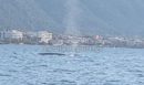 Βίντεο: Φυσητήρας... κάνει βόλτες ανοιχτά των Καμένων Βούρλων