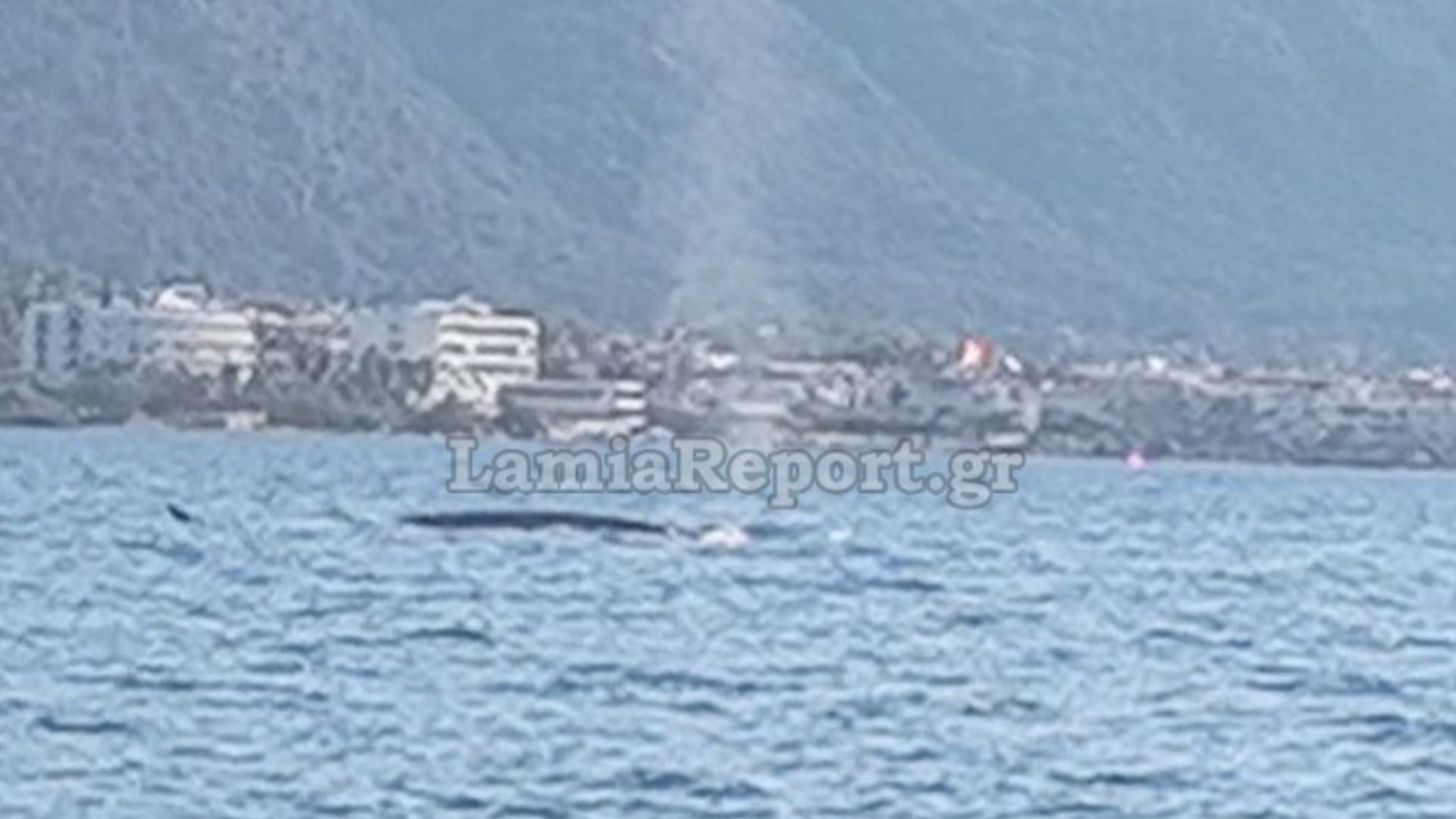 Βίντεο: Φυσητήρας… κάνει βόλτες ανοιχτά των Καμένων Βούρλων