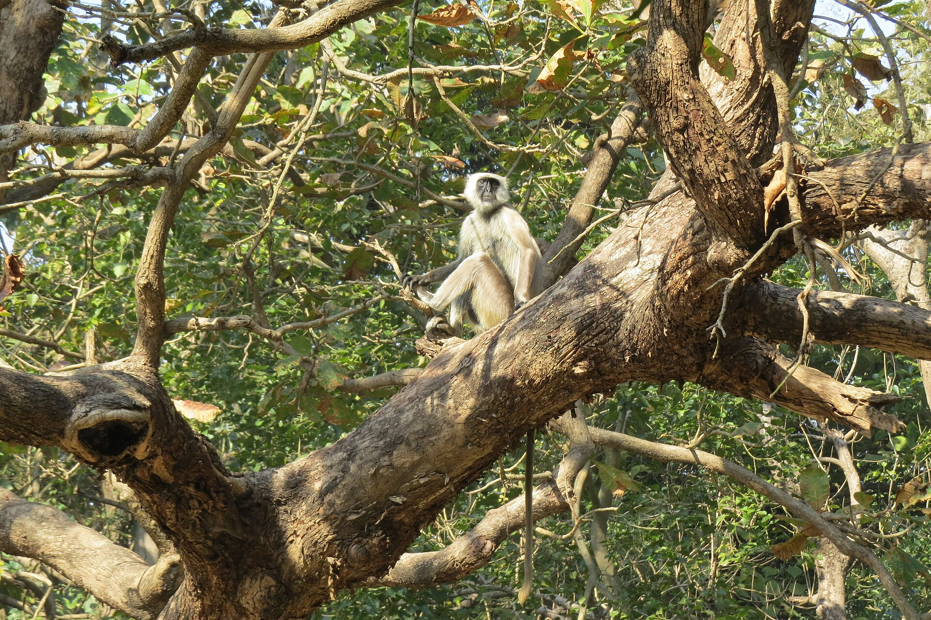 Ένας γκρίζος λανγούρος (Χάνουμαν) (Semnopithecus entellus) στο φυσικό του δασικό περιβάλλον. Πρόσφατη έρευνα υποδηλώνει ότι οι πίθηκοι που απεικονίζονται στις περίφημες τοιχογραφίες του Ακρωτηρίου της Εποχής του Χαλκού ενδέχεται να αναπαριστούν λανγούρους Χάνουμαν, οι οποίοι είναι αυτόχθονες της ινδικής υποηπείρου, και όχι κάποιο αφρικανικό είδος, προσφέροντας νέα στοιχεία για τις πολιτισμικές επαφές μεγάλων αποστάσεων κατά την Εποχή του Χαλκού. (A. J. T. Johnsingh/CC BY-SA 3.0) 
