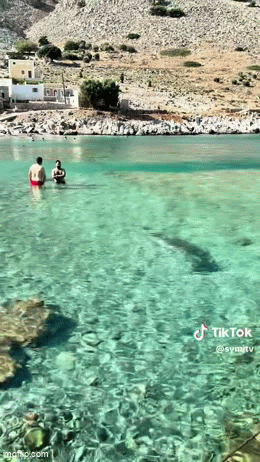 Βίντεο: Φώκια στην παραλία της Μαραθούντας στη Σύμη