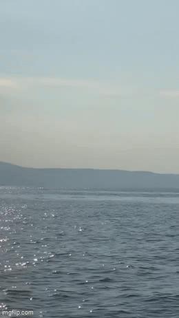 Βίντεο: Το εντυπωσιακό άλμα φάλαινας στον Παγασητικό