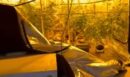 Καπανδρίτι: Εντοπίστηκε φυτεία κάνναβης στο σπίτι 38χρονου - ΒΙΝΤΕΟ