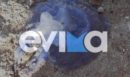 Εύβοια: Έκτακτη ανακοίνωση για τις μωβ μέδουσες - Τι πρέπει να προσέξουν οι πολίτες