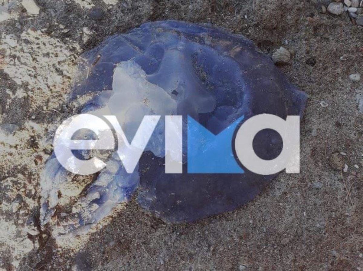 Εύβοια: Έκτακτη ανακοίνωση για τις μωβ μέδουσες – Τι πρέπει να προσέξουν οι πολίτες