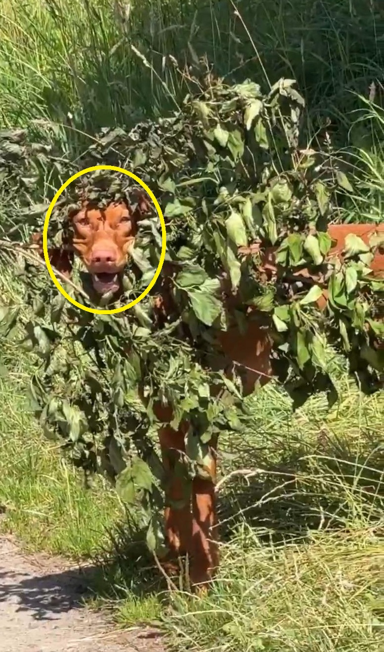 Οπτική ψευδαίσθηση, σκύλος
