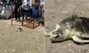 «Πάμε, Pancake»: Διάσημη θαλάσσια χελώνα επέστρεψε στον Ατλαντικό με GPS στο καβούκι της - ΒΙΝΤΕΟ