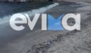 Εκατοντάδες νεκρά ψάρια σε παραλία στην Εύβοια - Τι συνέβη