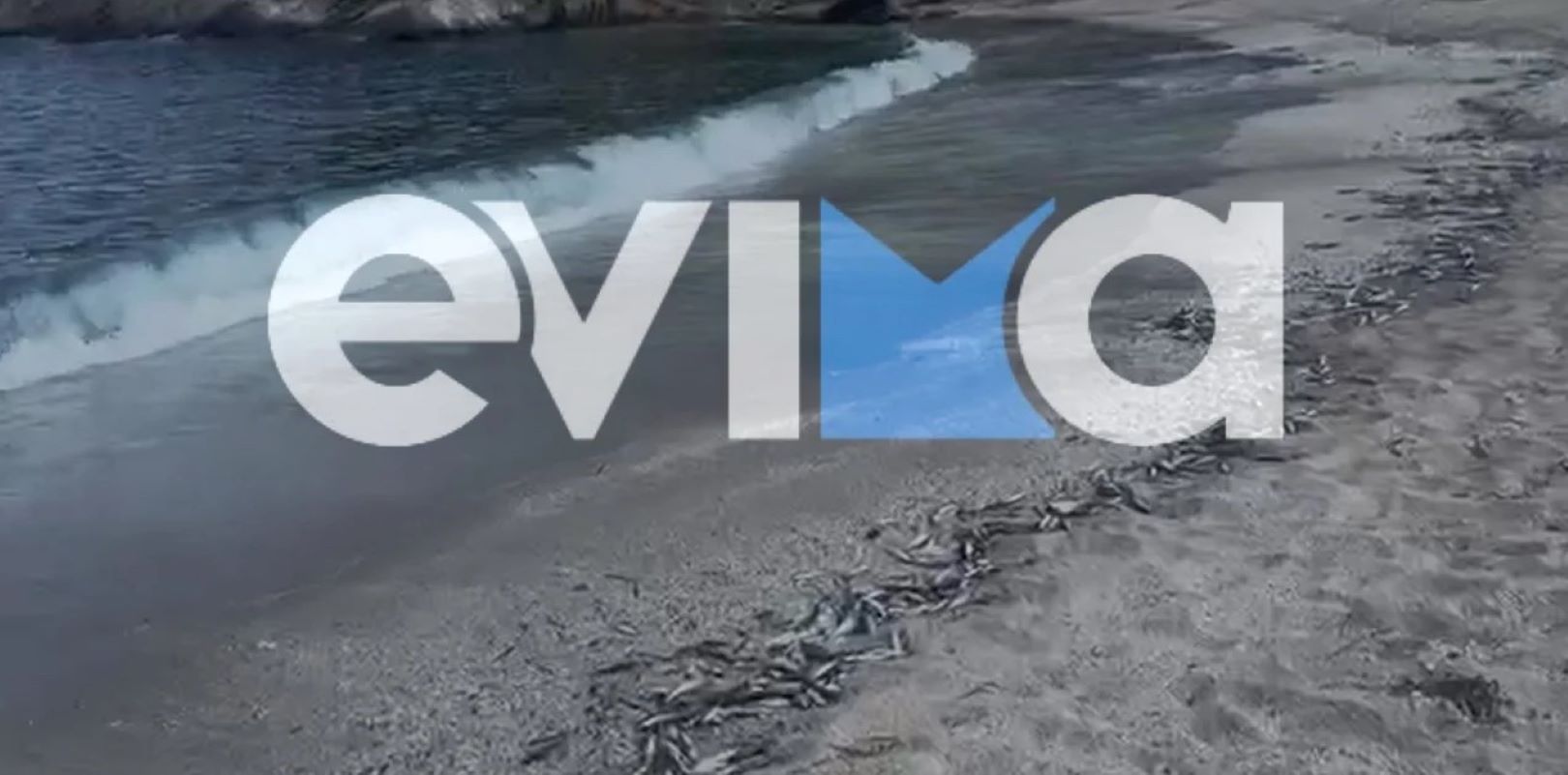Εκατοντάδες νεκρά ψάρια σε παραλία στην Εύβοια – Τι συνέβη