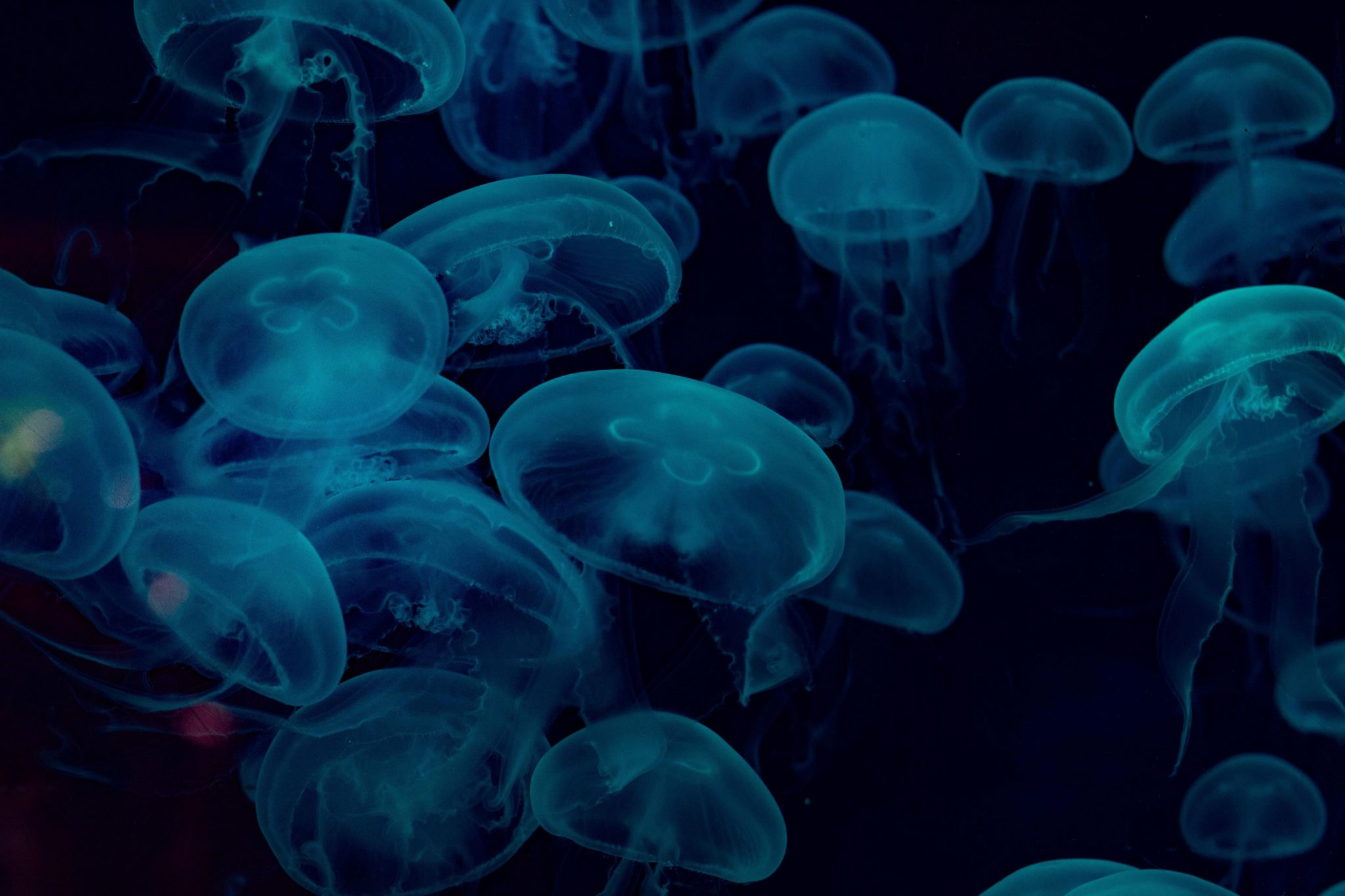 ΜΕΔΟΥΣΕΣ – ΦΩΤΟΓΡΑΦΙΕΣ: PIXABAY