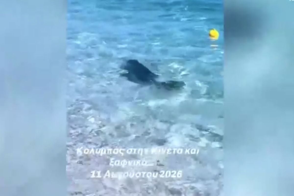 Βίντεο: Τα παιχνίδια φώκιας στην παραλία της Κινέτας – Κολυμπούσε στα ρηχά δίπλα στους λουόμενους