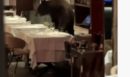Βίντεο: Αρκούδα μπήκε σε ιταλικό εστιατόριο στο Άσπεν... και κάθισε σε τραπέζι