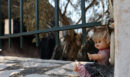 Εικόνες απόλυτης καταστροφής στη Δυτική Αττική: Πάνω από 132.000 στρέμματα έγιναν στάχτη - Κάηκαν σπίτια και περιουσίες