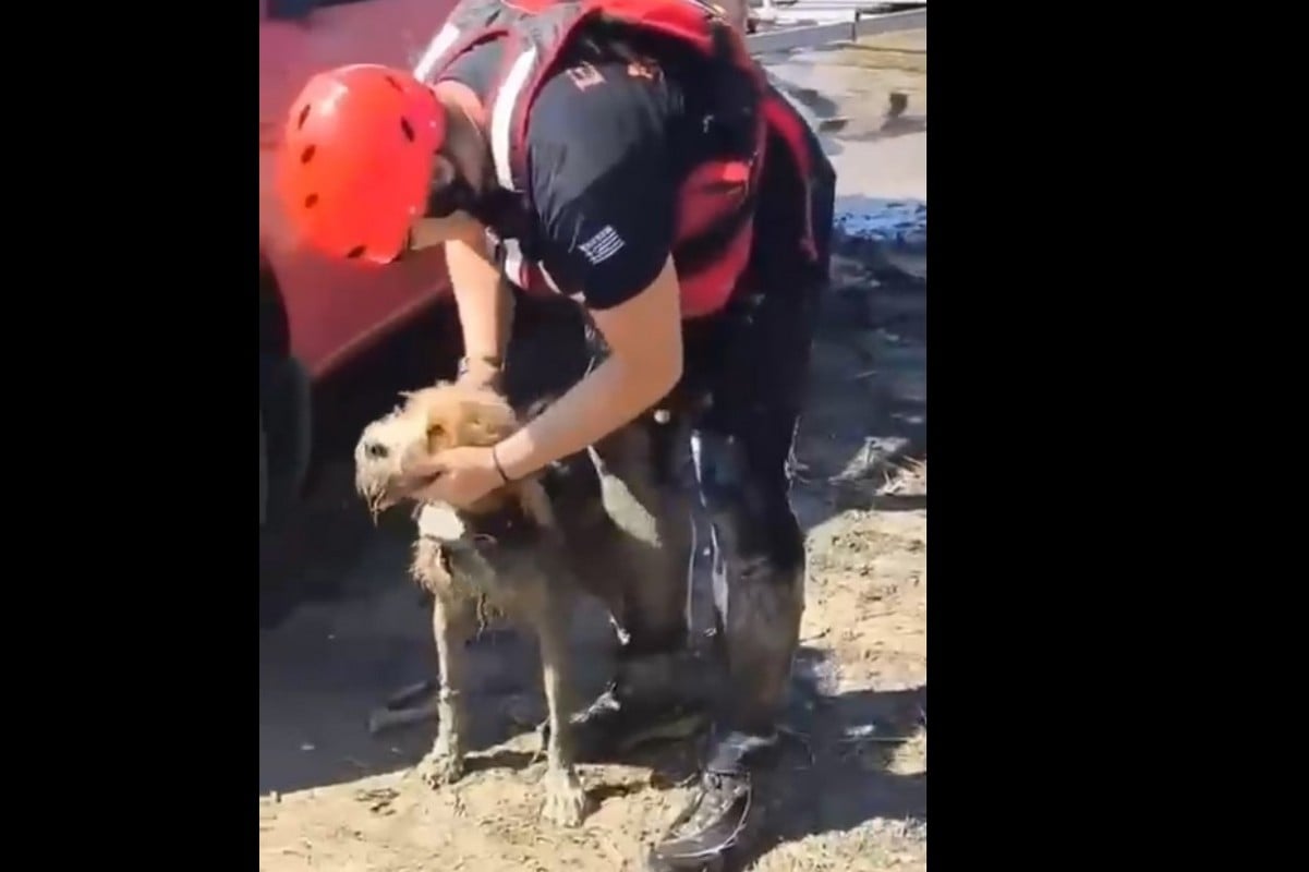 Ηλεία: Επιχείρηση διάσωσης σκύλου από λασπώδη νησίδα στο Φράγμα Πηνειού – Δείτε βίντεο