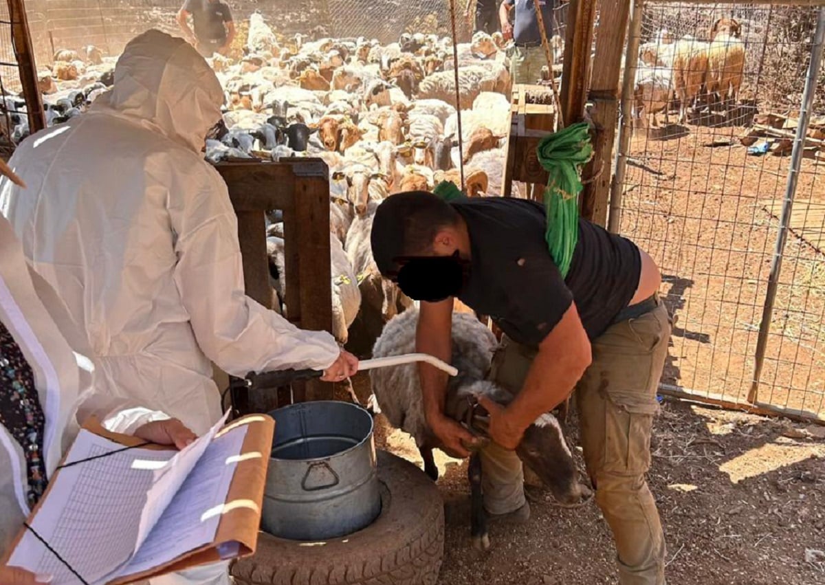 ΑΑΔΕ: Πρώτος μαζικός έλεγχος στην Κρήτη για τις αγροτικές επιδοτήσεις – Προσήλθαν μόνο 75 από τους 195 κτηνοτρόφους