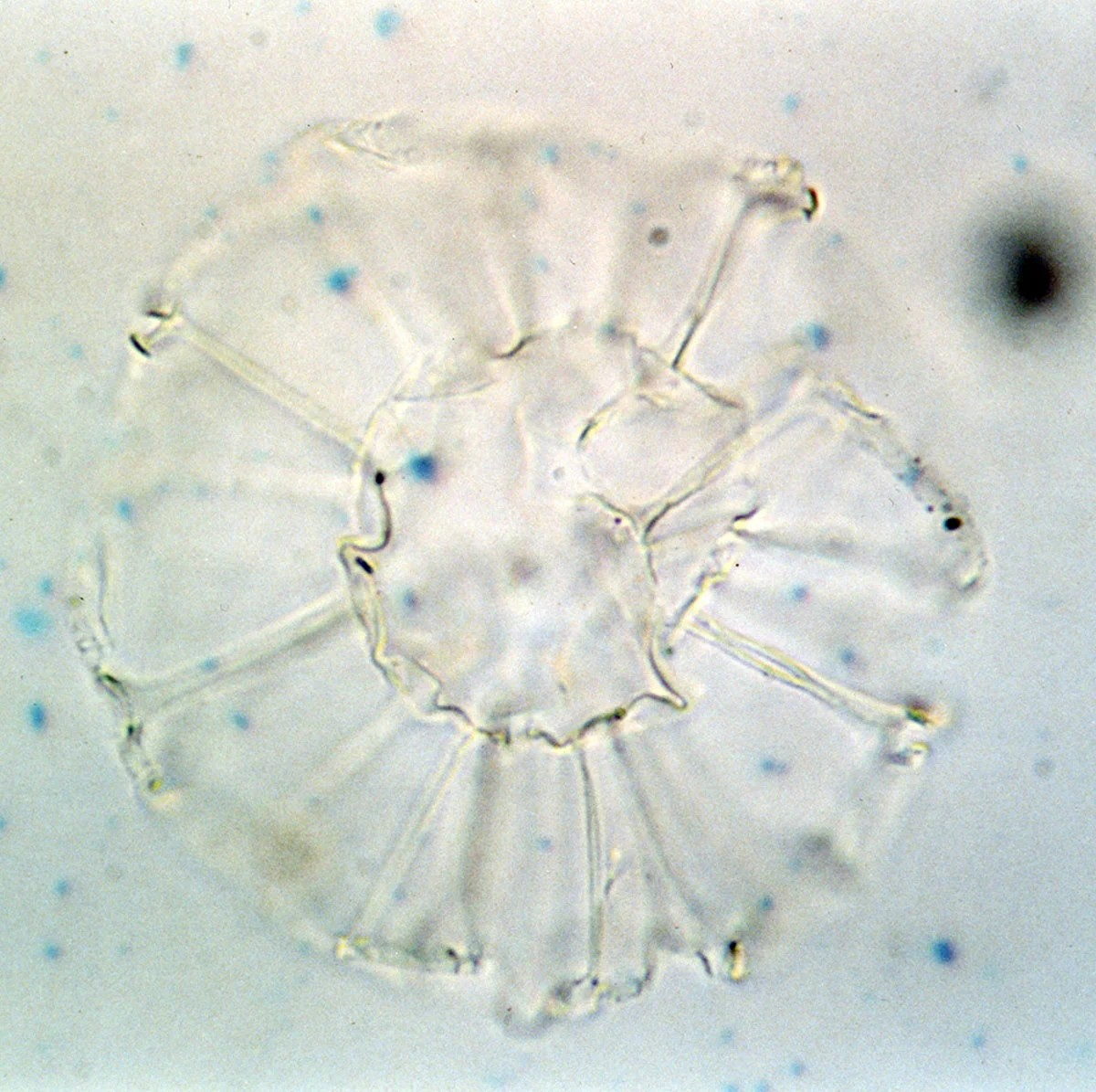Η απεικονιζόμενη κύστη δινομαστιγωτού, Nematosphaeropsis labyrinthus (με διάμετρο περίπου 40 μm), αποτελεί τυπικό δείκτη του υποτροπικού μετώπου. Πηγή: Πανεπιστήμιο της Ουτρέχτης (Utrecht University)/palsys.org