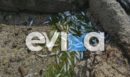 Εύβοια: Η θάλασσα ξέβρασε εκατοντάδες νεκρά ψάρια στην παραλία Ροδιές - Δείτε βίντεο