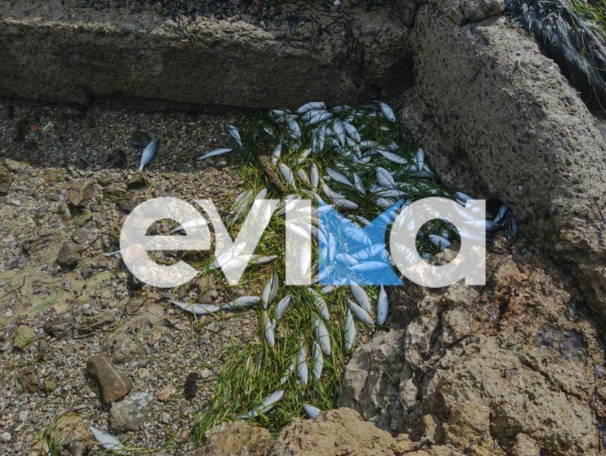 Εύβοια: Η θάλασσα ξέβρασε εκατοντάδες νεκρά ψάρια στην παραλία Ροδιές – Δείτε βίντεο