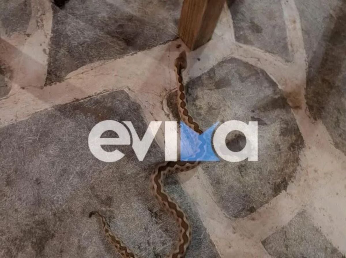 Στιγμές πανικού σε ταβέρνα στην Εύβοια: Φίδι «έκοβε βόλτες» κάτω από τα τραπέζια την ώρα που οι θαμώνες έτρωγαν – Δείτε βίντεο