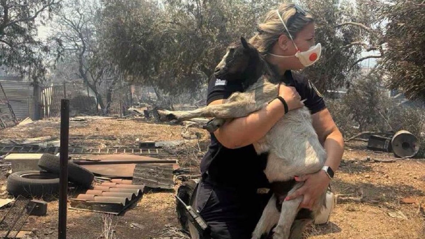 Συγκινητικές στιγμές ανθρωπιάς στη Βοιωτία: Η διοικήτρια του ΑΤ Μάνδρας έσωσε κατσικάκι από τις φλόγες – ΦΩΤΟ