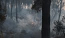 Φωτιά στη Χαλκιδική: Σε επιφυλακή οι πυροσβεστικές δυνάμεις για τυχόν αναζωπυρώσεις - Πώς ξεκίνησε η μεγάλη πυρκαγιά - ΦΩΤΟ και ΒΙΝΤΕΟ