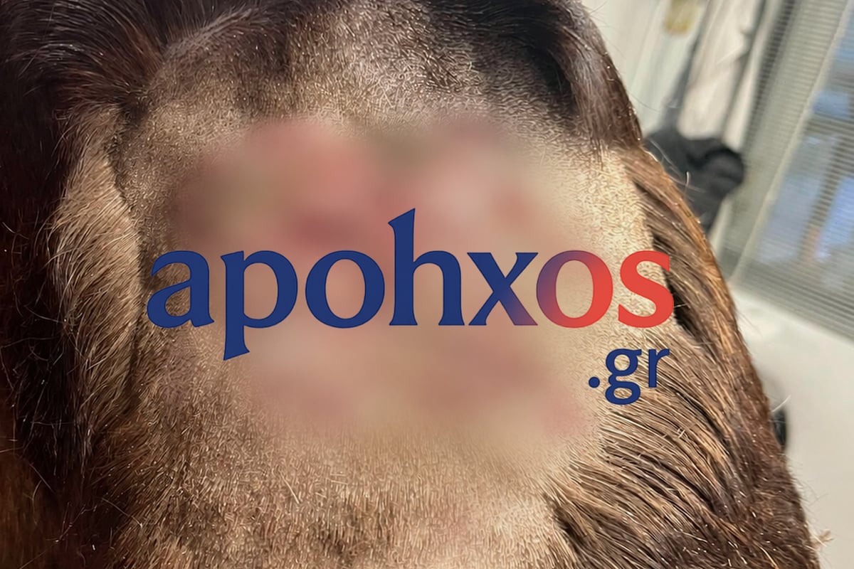 Φρίκη στα Καλάβρυτα: Πυροβόλησαν σκύλο με καραμπίνα στο Κρυονέρι – Πάνω από 45 σκάγια στο σώμα του