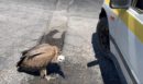 Κρήτη: Γύπας περιφερόταν εξαντλημένος στον ΒΟΑΚ - Οδηγός τον προστάτευσε από διερχόμενα οχήματα - ΒΙΝΤΕΟ