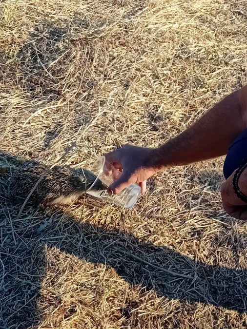Πυροσβέστης δίνει νερό σε σκαντζόχοιρο μετά τη φωτιά στη Λήμνο