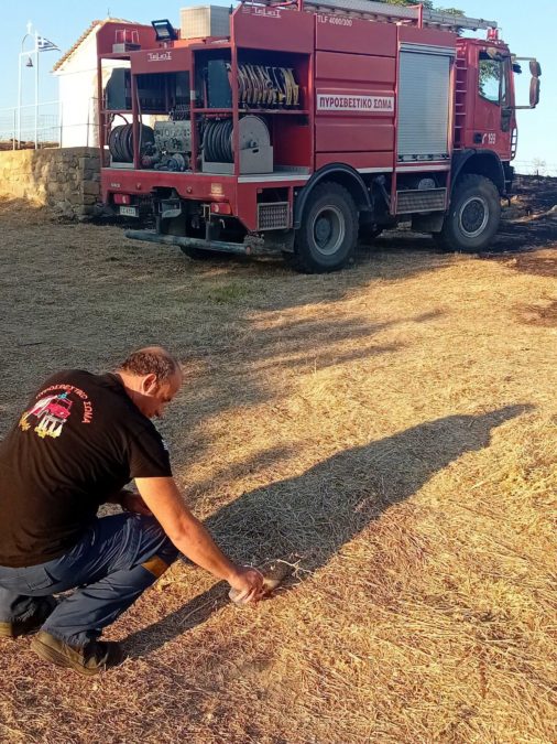 Πυροσβέστης δίνει νερό σε σκαντζόχοιρο μετά τη φωτιά στη Λήμνο