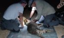 Θεσσαλονίκη: Εντοπίστηκε ο λύκος που επιτέθηκε σε 4χρονη στην Πολίχνη - ΦΩΤΟ