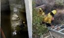 Βίντεο: Αρκούδα και τα 3 μικρά της παγιδεύτηκαν σε δεξαμενή στην Καλιφόρνια - «Έκοψαν» το τσιμέντο για να τις σώσουν