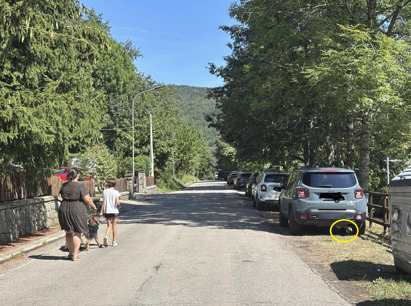 Οπτική ψευδαίσθηση, γάτα