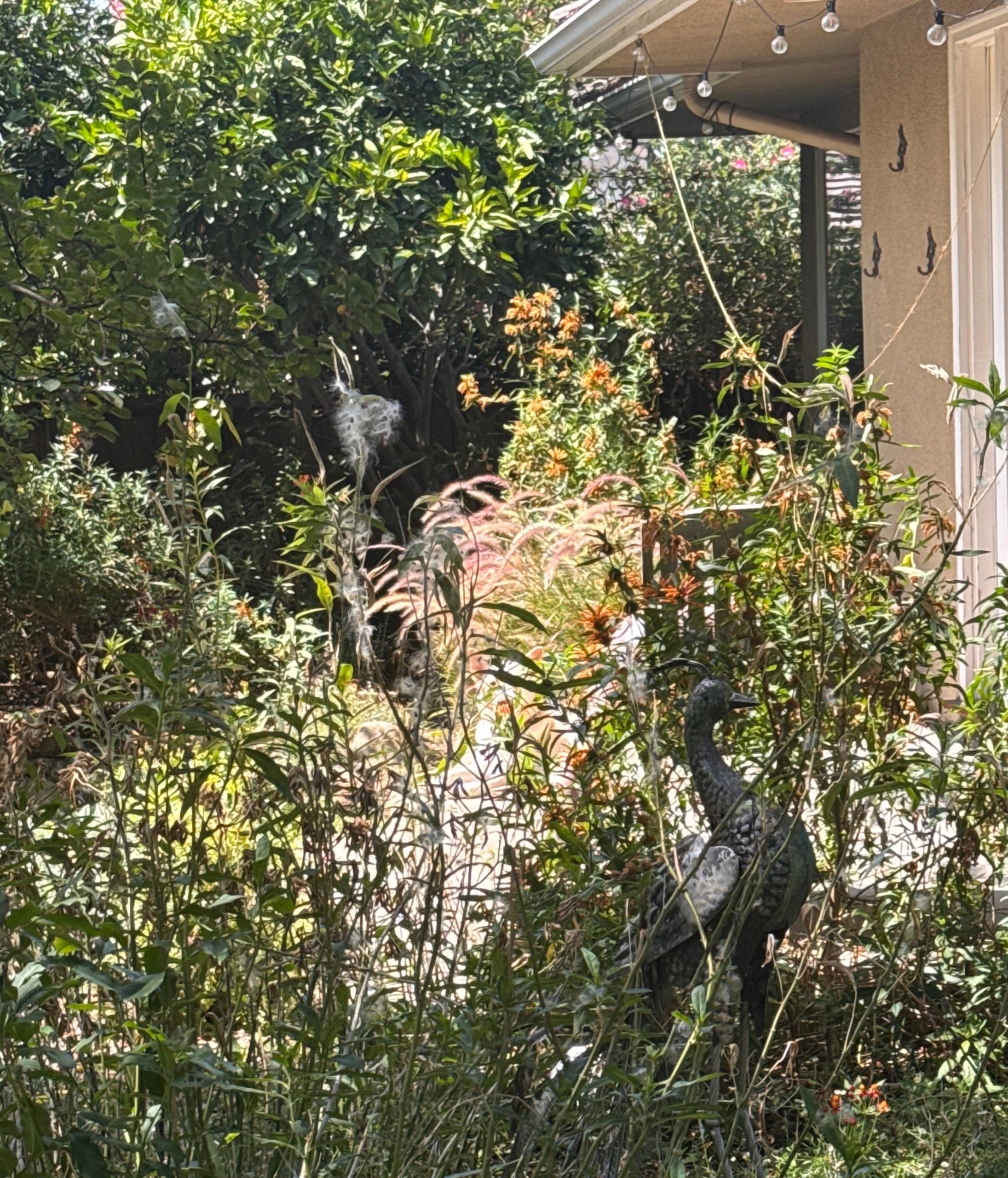 Οπτική ψευδαίσθηση, σκύλος