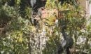 Οπτική ψευδαίσθηση: Μόνο το 1% των ανθρώπων θα βρει τον σκύλο σε 10 δευτερόλεπτα