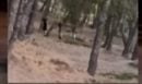 Πεντέλη: Ανήλικοι έβαλαν φωτιά σε πευκοδάσος για ένα «challenge» – Το βίντεο που προκαλεί οργή