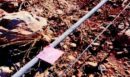 Από βραχυκύκλωμα ξεκίνησε η φωτιά στη Βοιωτία που επεκτάθηκε στην Αττική - Τι αποκαλύπτει το πόρισμα από το «σημείο μηδέν» - ΦΩΤΟ ντοκουμέντα