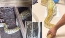 Βίντεο: Πύθωνας 2,4 μέτρων βρέθηκε κάτω από αποθήκη σπιτιού - Τι έδειξε η ακτινογραφία για... το τελευταίο γεύμα του