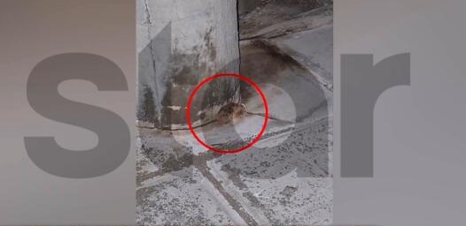Ραφήνα Χειροβομβίδα